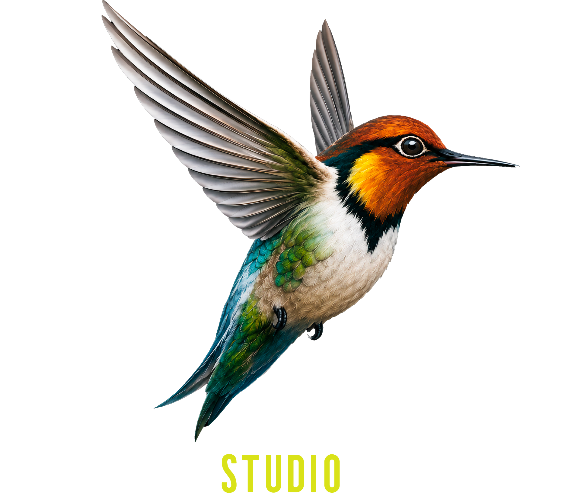 Nórdiko Studio y colibrí